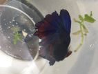 Betta Fish / Fighter Half moon