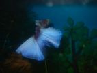 Betta fish