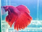 Betta Fish