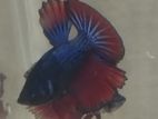 Betta fish