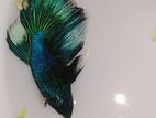Betta Fish