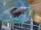 Betta Fish For Sale