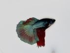 Betta fish