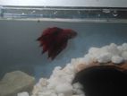Betta Fish