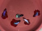 Betta Fish