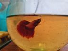 Betta Fish