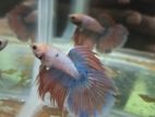 Betta fish