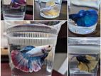 Betta Fish (giant Size Adult)