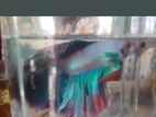 Betta Fish Male