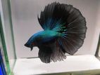 Betta fish pair (2 pis)