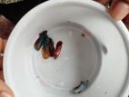Betta Fish Semi Adult Size
