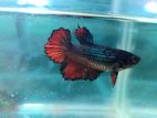 Betta fish with aquarium