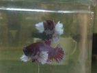 Betta Fish