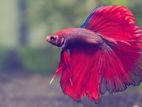 betta fish