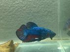 Betta
