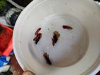Betta Fish