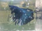 Betta pair