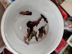 Betta Semi Adult Size
