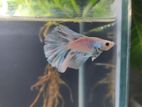 বেটা ফিশ | Betta fish Fighter