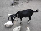 ভাল জাতের একটা হাইলুন ছাগল