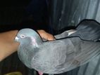 Kobutor for sell