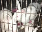 ভাল মানের পাঁচটি খরগোশ বিক্রি হবে