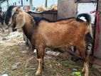 ভালো একটা পাঠা