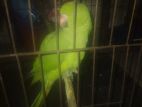 Bird for sell