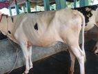 ভালো জাতের ২টি বকনা ।(৩৮৪নং)