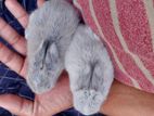 Rabbit sell