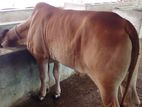 ভালো জাতের বকনা বাছুর কিনুন ।(৩৪৩নং)