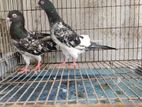 ভালো জাতের কবুতর