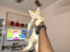 Cat for sale