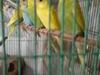 ভালো মানের বাজরিকা সেল হবে