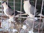 ভালো মানের এক জোড়া সিরাজি কবুতর