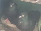 ভালো মানের কবুতর