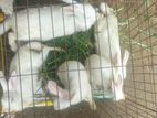 Rabbit for sale