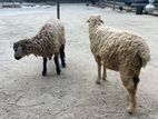 2 টি ভেড়া ছাগল বিক্রয় করবো