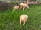 ভেড়া/ভ্যাড়া/ বাচ্চা