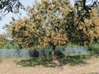 Bholahat Mango Garden