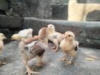 Bhrahama o chilky murgi baby sale hoba