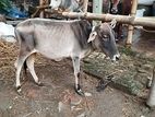 Bhutti Cow