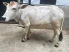 cow sell