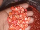 ভুট্টার বীজ