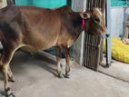 ভুট্টি ষাঁড় গরু