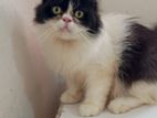 Bi colours male persian cat semi adults