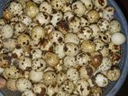 বিচ ডিম বিক্রি করা হবে কোয়েল পাখি