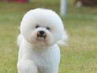 Bichon frise