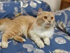Bicolor persian adult male cat for sell