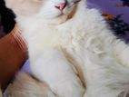 Bicolor Pure Persian Female Kittens